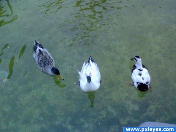 3 ducks 